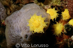 Corals - Astroides calycularis by Vito Lorusso 